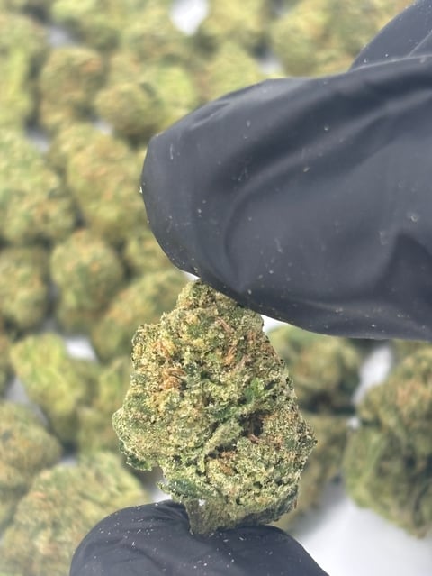 Gloved hand holding a piece of green and brown cannabis flower bud close-up