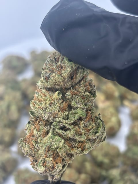 Close-up of a dense cannabis flower bud with green and orange trichomes held between fingers against blurred background