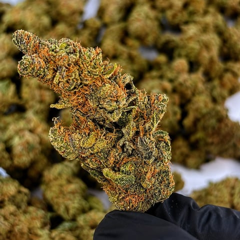 Close-up of a gloved hand holding a dense cannabis flower bud covered in golden trichomes, with additional buds blurred in background